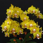 Phalaenopsis Chiali Little Gold B S